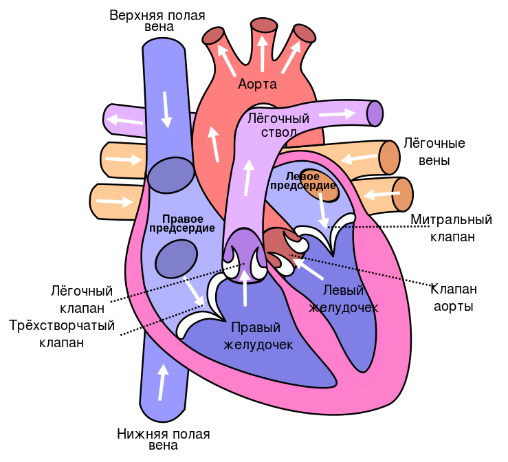 Сучасний малюнок серця людини
